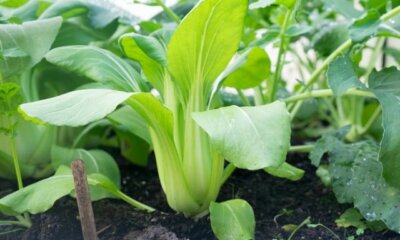 Wann ist Pak Choi Saison