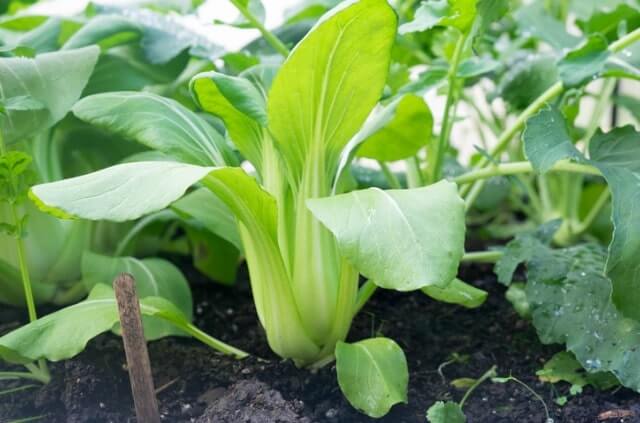 Wann ist Pak Choi Saison