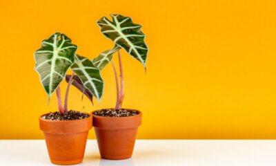 Wann schneidet man die Blüte der Alocasia