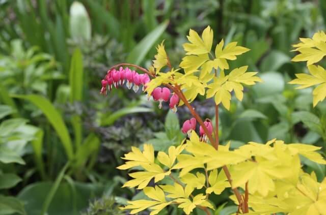 Warum bekommt das Tränende Herz gelbe Blätter