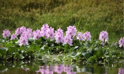 Wasserhyazinthe - so gedeiht sie in Ihrem Teich!