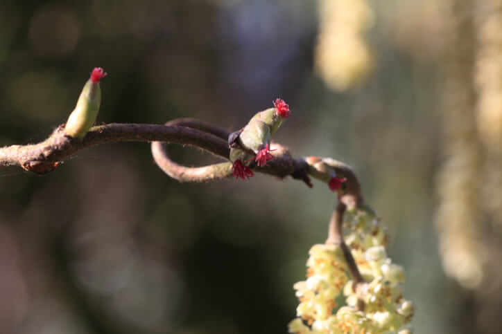 Weibliche Haselnussblüten