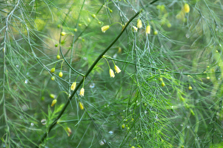 Weibliche und männliche Spargelblüten