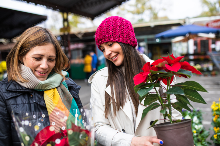 Weihnachtssterne vom Weihnachtsmarkt - Finger weg