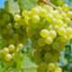 Weinrebe - Pflanzzeit und Pflege
