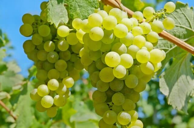 Weinrebe - Pflanzzeit und Pflege