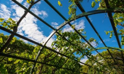 Weinrebe - Rankhilfe selber bauen