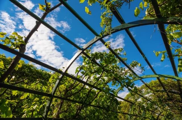 Weinrebe - Rankhilfe selber bauen