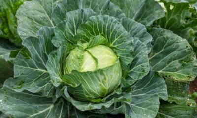 Weißkohl - verträgt er Frost