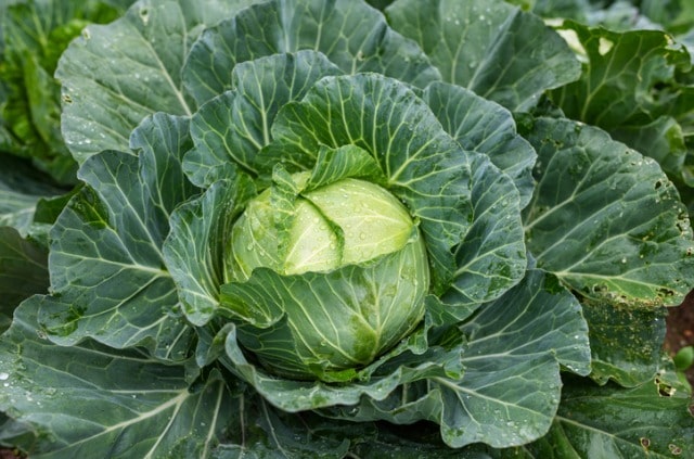 Weißkohl - verträgt er Frost