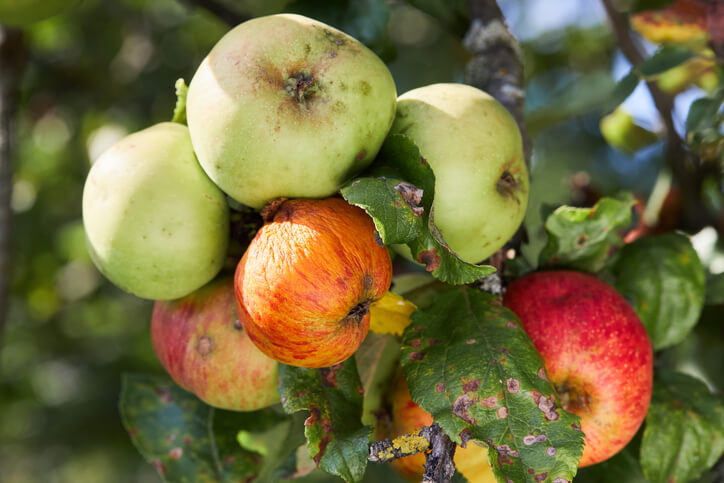 Weitere Ursachen für braune Blätter an Apfelbäumen