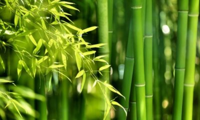 Welche Eigenschaften hat Bambus