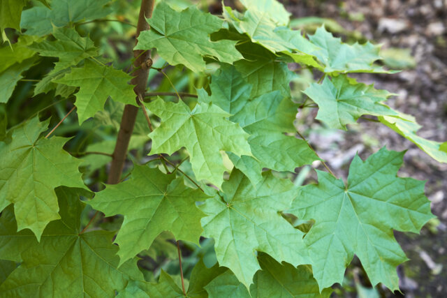 Welche Erde benötigt Ahorn