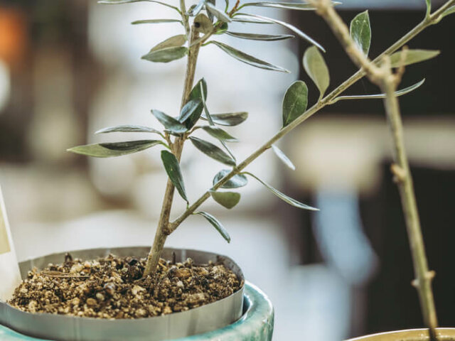 Welche Erde mag der Olivenbaum