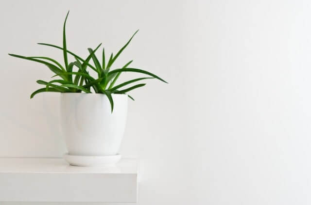 Welche Teile der Aloe Vera sind giftig