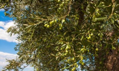 Welche Temperatur liebt der Olivenbaum
