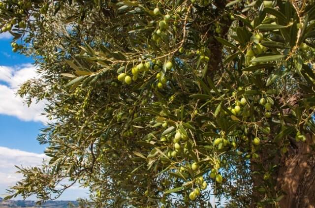 Welche Temperatur liebt der Olivenbaum