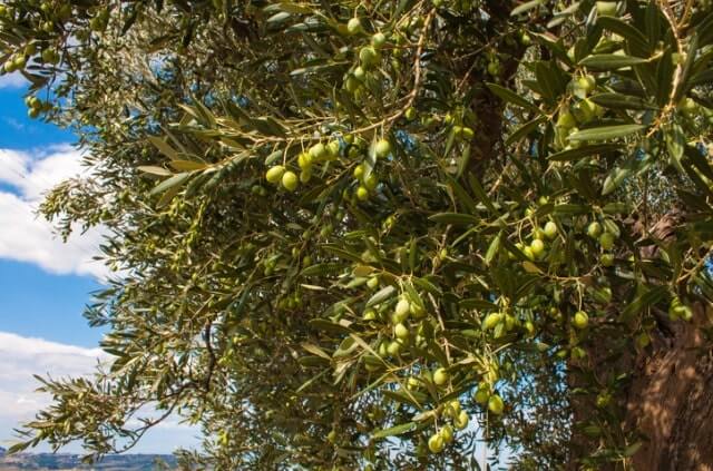 Welche Temperatur liebt der Olivenbaum