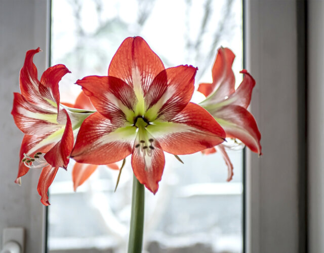 Welche Temperaturen vertragen Amaryllis