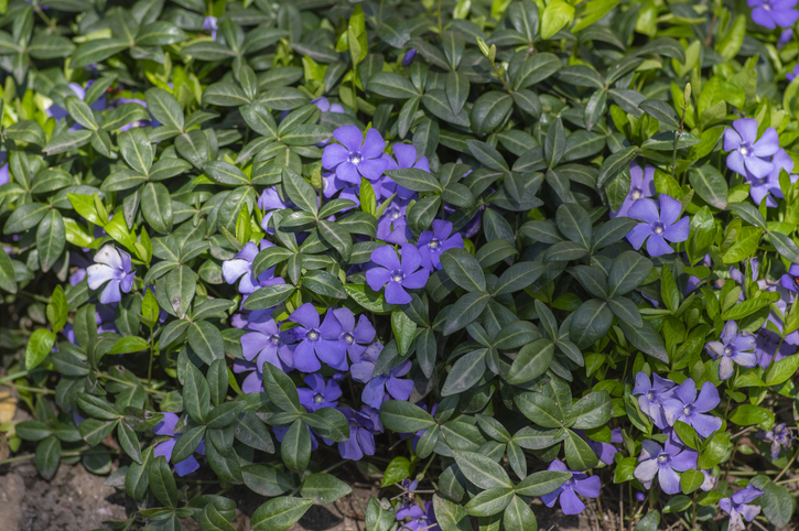 Welcher Standort eigne sich am besten für Immergrün