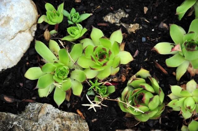 Welcher Standort ist für Hauswurz richtig
