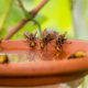 Wespen mit Zuckerwasser anlocken