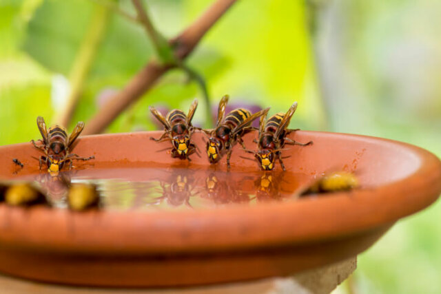 Wespen mit Zuckerwasser anlocken