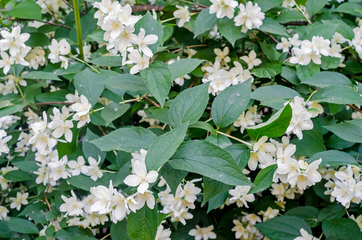 Wichtige Bedingungen für eine optimale Blüte