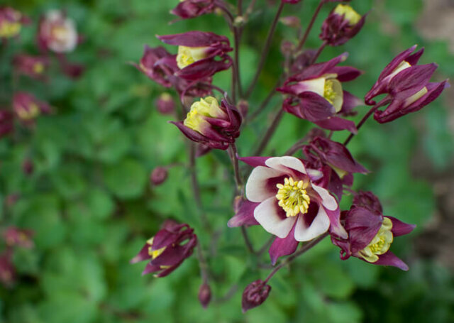 Wie giftig ist Akelei