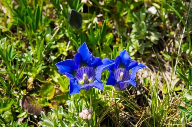 Wie giftig ist Enzian