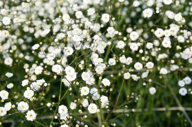 Wie giftig ist Schleierkraut