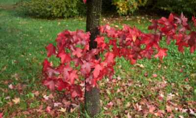 Wie giftig ist der Amberbaum