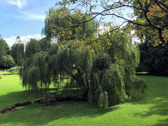 Wie giftig ist die Weide