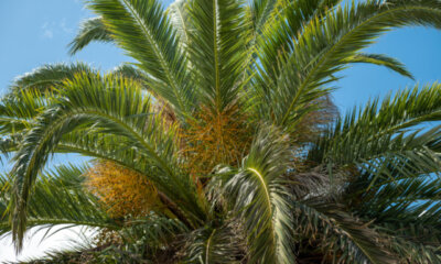 Wie giftig sind Dattelpalmen