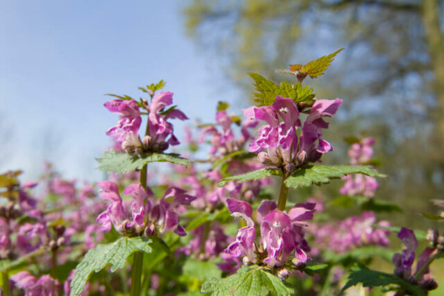 Wie giftig sind Taubnesseln