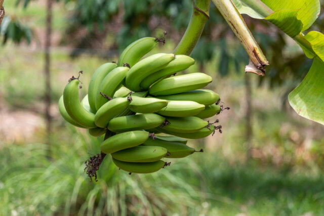 Wie lange dauert es bis eine Banane Früchte trägt