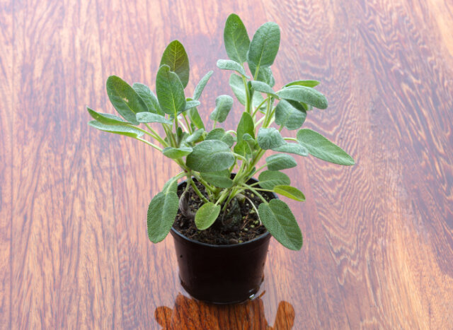 Wie oft muss man Salbei gießen