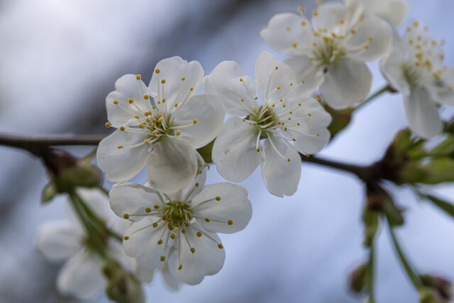 Wie sieht die Blüte der Pflaume aus