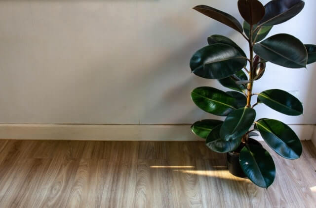 Wie sieht die Blüte vom Gummibaum aus