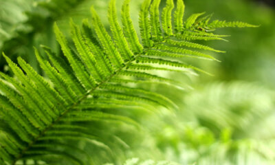 Wie sieht die Blüte von Farn aus