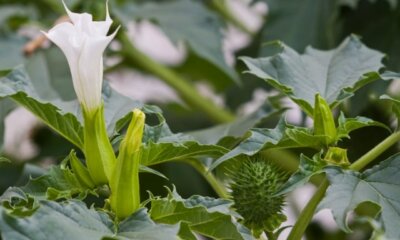 Wie sieht die Blüte von Stechapfel aus