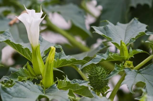 Wie sieht die Blüte von Stechapfel aus