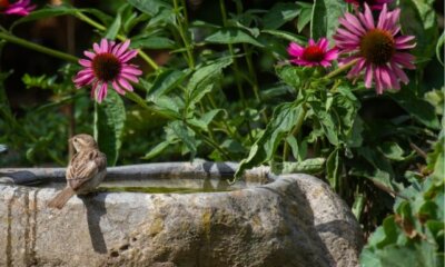 Winterfeste Vogeltränke - welche Möglichkeiten gibt es