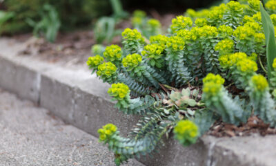 Winterhärte von Euphorbia - vertragen die Wolfsmilchgewächse Frost