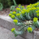 Winterhärte von Euphorbia - vertragen die Wolfsmilchgewächse Frost