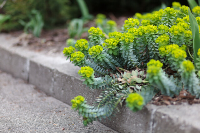 Winterhärte von Euphorbia - vertragen die Wolfsmilchgewächse Frost