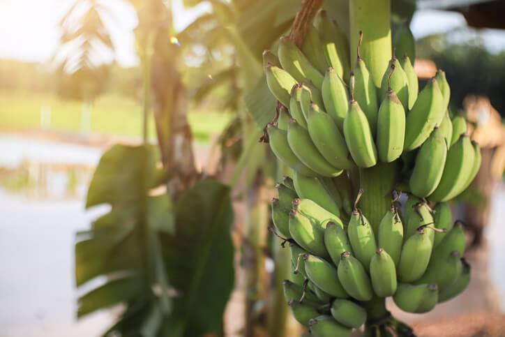 Winterharte Bananensorten für den heimischen Garten