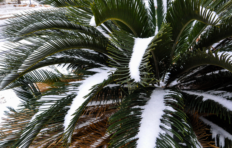 Winterharte Farn-Arten