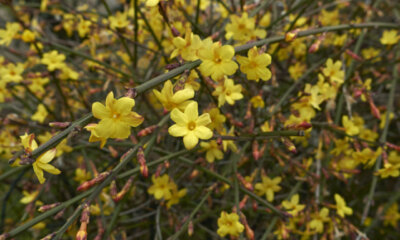 Winterjasmin - der ideale Standort