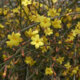 Winterjasmin - der ideale Standort